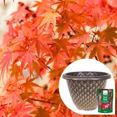 Coopers of Stortford You Garden Phoenix Acer with Planter Pot Feed