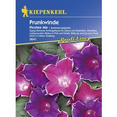 Gemüsesamen Kiepenkerl Prunk. Trichterwinde Picotee Ipomoea tricolor, Inhalt: ca.