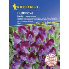 Blumensamen Kiepenkerl Edelwicken Ramia Lathyrus odoratus, Inhalt: