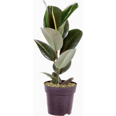 You Garden Ficus Robusta Rubber Plant