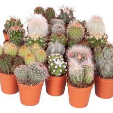 Plants You Garden Cactus 6 Plants