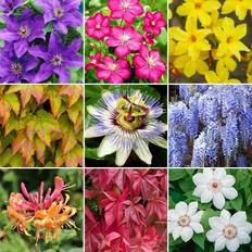 Summer Flowers GardenersDream Climbing Plant Mix 3 Plants