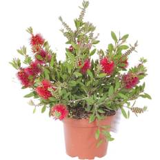 Potted Plants You Garden Bottlebrush Plant Callistemon Citrinus