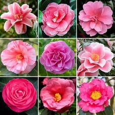 Camellia