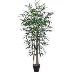 Bamboo växt BAMBOO H150cm 5