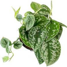 Pots & Planters Wekiva Foliage LLC Satin Pothos Live Plant