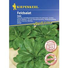 Blumensamen Kiepenkerl Feldsalat Gala Valerianella locusta, Inhalt: