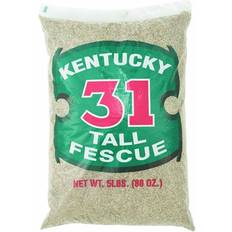 Fescue grass seed Barenbrug Kentucky 31 Tall Fescue Grass Sun Grass Seed