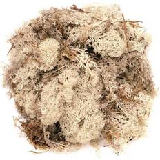 Islandmoos natur 50 Gramm Deko-Accessoires