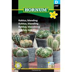 Kaktus plante Hornum Kaktus frø, blanding Blomsterfrø
