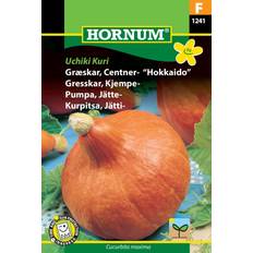 Græskar frø Hornum Græskar Frø, Uchiki Kari Hokkaido Grøntsagsfrø