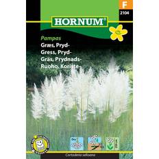 Store krukker Hornum Pampas prydgræs græsfrø. Store fjerlignende Blomsterfrø