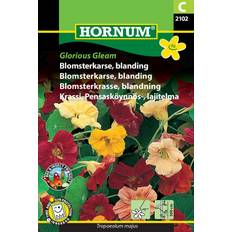 Hornum Blomsterkarse frø, Glorious Gleam Blomsterfrø