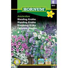 Hornum Blomsterblanding frø, Krukke, Amsterdam Blomsterfrø