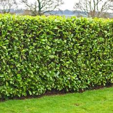 Hedge Plants GardenersDream Prunus Rotundifolia Cherry Laurel Hedging Plant 9cm