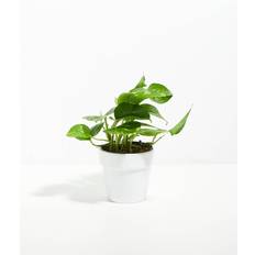 Plants Golden Pothos