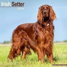 Avonside Irish Setter Calendar 2024