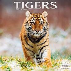 Tigers Calendar 2024 Square Wildlife Safari Big