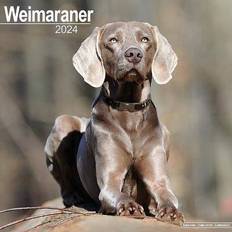 Avonside Weimaraner Calendar 2024
