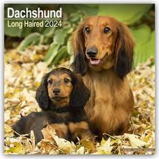 Long Haired Dachshund Calendar 2024