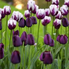 Flower Seeds Van Zyverden Plant Bulbs Tulips Rem's Favorite Blend