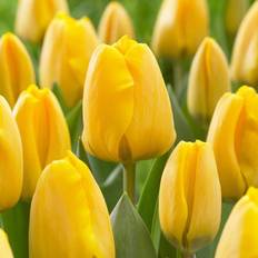 Flower Seeds Van Zyverden Plant Bulbs Yellow Tulips Golden Apeldoorn