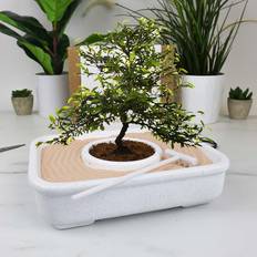 The Art Of Bonsai Grow Plante