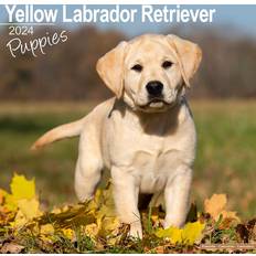 Avonside Labrador Retriever Puppies