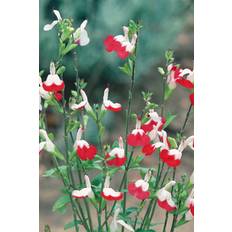 Studio Set of 3 Salvia Greggii Hot Lips