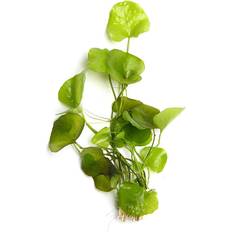 Akvarieväxt Plants Sjögull Nymphoides Taiwan in Vitro