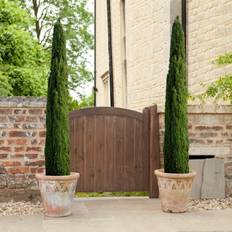 You Garden Pair of Italian Cypress Trees 14cm Pot