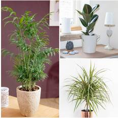 Studio Foliage Houseplant Mix 3 12cm Pot