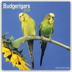 Avonside Budgerigar Square Bird Wall Calendar 16 Month