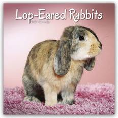 Avonside Lop-eared Rabbits Widderkaninchen 2024