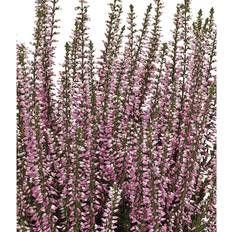 Efterårslyng Calluna vulgaris 'Freya' efterårslyng Blomsterfrø