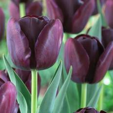 Flower Seeds Van Zyverden 12ct Tulips Super Sized Queen Of Night Bulbs