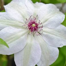 Ornamental Shrubs GardenersDream Clematis Miss Bateman Large