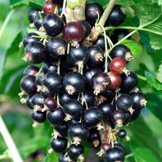 Flower Seeds GardenersDream Blackcurrant Ribes Titania 9Cm