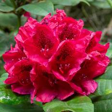 Ornamental Shrubs GardenersDream Rhododendron Lord Roberts