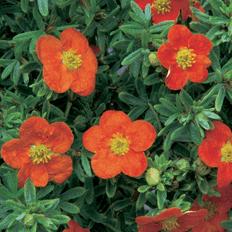 Ornamental Shrubs GardenersDream Potentilla Red Ace Plant