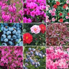 GardenersDream Ericaceous Shrub Plant Mix Beautiful Collection