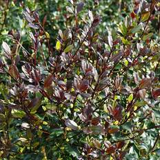 GardenersDream Osmanthus Purpureus Hardy Evergreen 9cm Plant