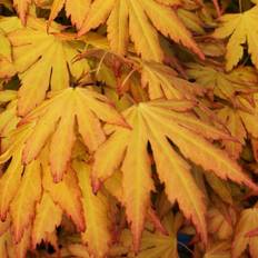 Pots, Plants & Cultivation GardenersDream Acer palmatum Orange