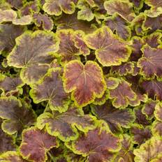 GardenersDream Heucherella Solar Eclipse Foliage