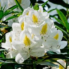 Cheap Potted Plants GardenersDream Rhododendron Madame Masson