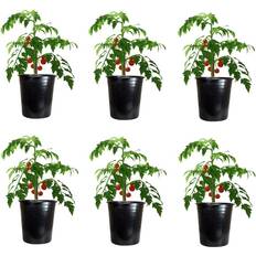 Kingfisher Garden 6 X Tomato Pot Planter Large 28Cm 12L