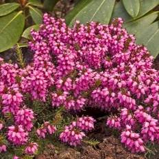 Erica planter Erica carnea Cornelia Forårslyng