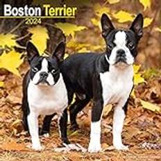 Avonside Boston Terrier 2024 16-Monatskalender: Original Avonside-Kalender [Mehrsprachig] [Kalender]