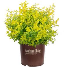 Plants SOUTHERN 2 Gal. Sunshine Ligustrum Privet Shrub Foliage