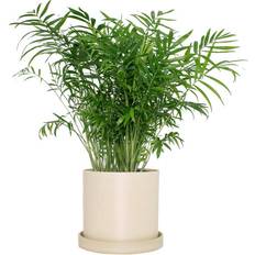 Live plants 7 Cream Upcycled Planter with Parlor Palm Live Houseplant Bright Sun